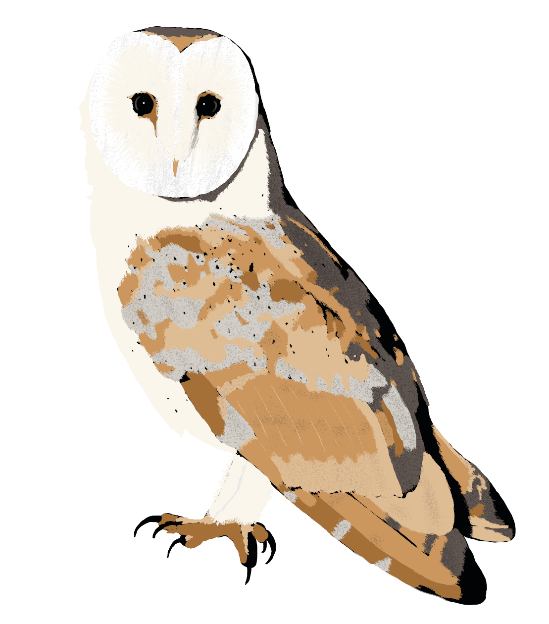 watercolor barn owl